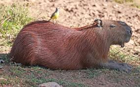 Attēlu rezultāti vaicājumam “Hydrochoerus hydrochaeris”