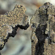 Attēlu rezultāti vaicājumam “Hypocenomyce scalaris”