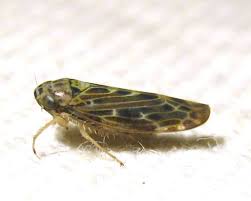 Attēlu rezultāti vaicājumam “Lamprotettix nitidulus”