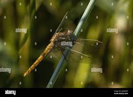 Attēlu rezultāti vaicājumam “Orthetrum brunneum”