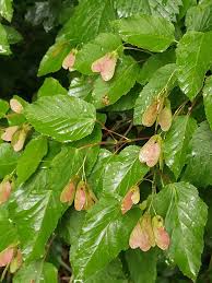 Attēlu rezultāti vaicājumam “Acer tataricum”