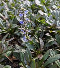 Image result for Ajuga reptans