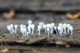 Attēlu rezultāti vaicājumam “Hemitrichia clavata spores”