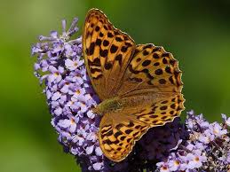 Attēlu rezultāti vaicājumam “Argynnis paphia larva”