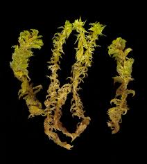 Attēlu rezultāti vaicājumam “Sphagnum cuspidatum”