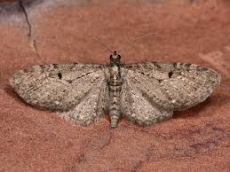 Attēlu rezultāti vaicājumam “Eupithecia icterata female”