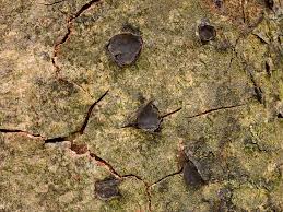 Attēlu rezultāti vaicājumam “Biscogniauxia granmoi”