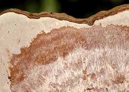 Attēlu rezultāti vaicājumam “Sporophagomyces chrysostomus”