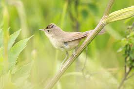 Image result for Acrocephalus aedon