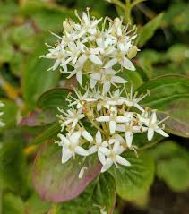 Attēlu rezultāti vaicājumam “Cornus sanguinea”