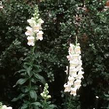 Attēlu rezultāti vaicājumam “Antirrhinum majus”