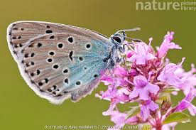 Attēlu rezultāti vaicājumam “Phengaris arion”