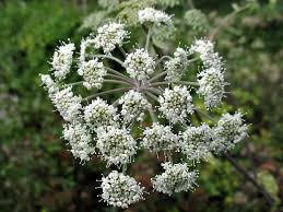 Attēlu rezultāti vaicājumam “Angelica palustris”