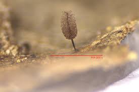 Attēlu rezultāti vaicājumam “Comatricha pulchella”