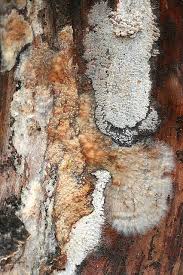 Attēlu rezultāti vaicājumam “Phlebiopsis gigantea”