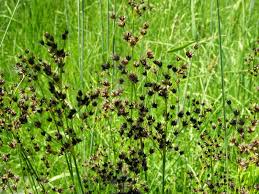 Attēlu rezultāti vaicājumam “Juncus compressus”