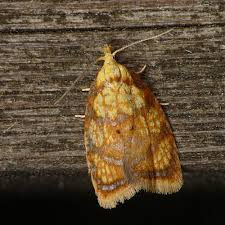 Attēlu rezultāti vaicājumam “Acleris bergmanniana”