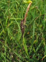 Attēlu rezultāti vaicājumam “Carex panicea flower”