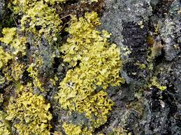 Attēlu rezultāti vaicājumam “Vulpicida pinastri”