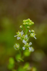 Attēlu rezultāti vaicājumam “Lepidium densiflorum flower”