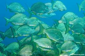 Image result for Rhabdosargus holubi