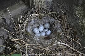 Attēlu rezultāti vaicājumam “Motacilla alba nest”