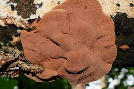 Attēlu rezultāti vaicājumam “Hapalopilus nidulans”