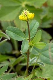 Attēlu rezultāti vaicājumam “Trifolium aureum leaf”