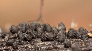 Attēlu rezultāti vaicājumam “Lycogala botrydium macro”