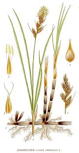 Attēlu rezultāti vaicājumam “Carex arenaria”