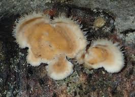 Attēlu rezultāti vaicājumam “Enteridium corticatum”