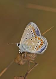 Attēlu rezultāti vaicājumam “Polyommatus icarus”