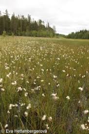 Attēlu rezultāti vaicājumam “Eriophorum gracile fruit”