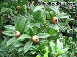 Attēlu rezultāti vaicājumam “Mespilus germanica fruit”