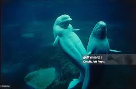 Image result for Delphinapterus leucas