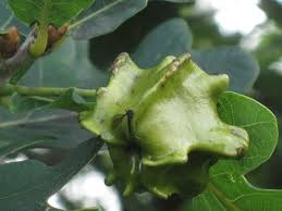 Attēlu rezultāti vaicājumam “Andricus quercuscorticis”