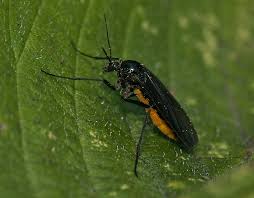 Attēlu rezultāti vaicājumam “Sciara analis”