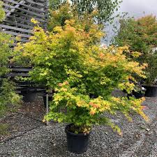 Image result for Acer palmatum `Orange Dream`