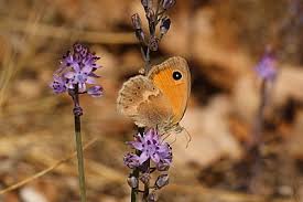 Attēlu rezultāti vaicājumam “Coenonympha pamphilus”