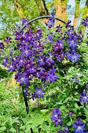 Attēlu rezultāti vaicājumam “Clematis”