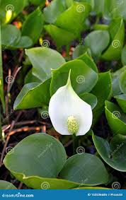 Attēlu rezultāti vaicājumam “Calla palustris flower”