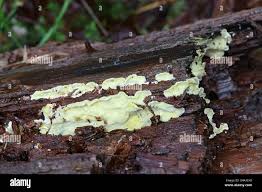 Attēlu rezultāti vaicājumam “Flaviporus citrinellus”