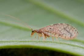 Attēlu rezultāti vaicājumam “Hemerobiidae”