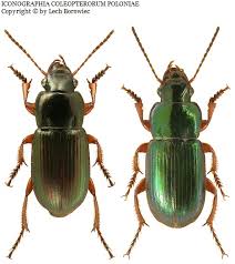 Attēlu rezultāti vaicājumam “Harpalus sp.”