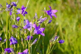 Image result for Campanula patula