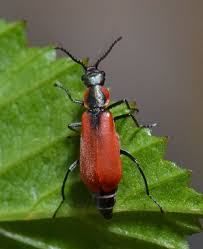 Attēlu rezultāti vaicājumam “Anthocomus rufus”