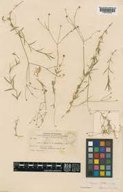 Attēlu rezultāti vaicājumam “Stellaria crassifolia”