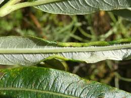 Attēlu rezultāti vaicājumam “Rabdophaga salicis”