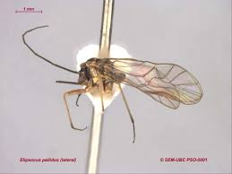 Attēlu rezultāti vaicājumam “Psocoptera”