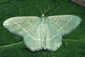 Attēlu rezultāti vaicājumam “Chlorissa viridata”